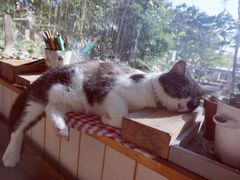 -海边的猫和咖啡馆