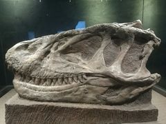 -自贡恐龙博物馆