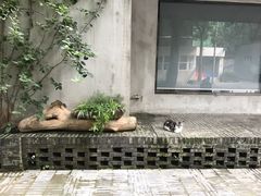 -泡桐树街
