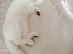 -艾贝尔宠物医院·24H转诊中心·肿瘤猫专科(江宁双龙店)