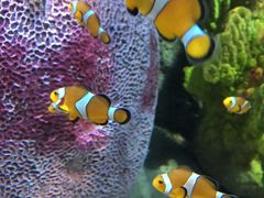 -暹罗海洋世界