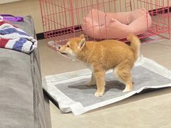 -萌宠之家·腊肠犬·马尔泰·小体犬舍