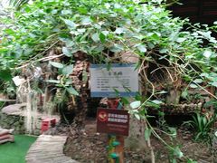 -呀路古热带植物园