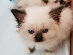 -小叮当动物医院·骨科·眼科