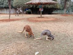 -常州淹城野生动物世界