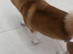 -怪兽屋·羊驼·猫咖·狗咖(俊华广场店)