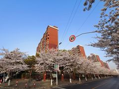 -高东镇樱花园