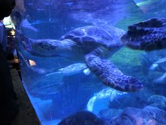 -烟台海昌鲸鲨海洋公园