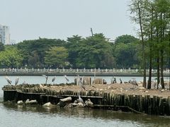 -海珠湖公园