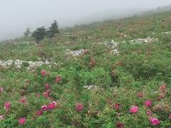 -妙峰山风景名胜区
