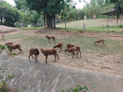 -深圳野生动物园