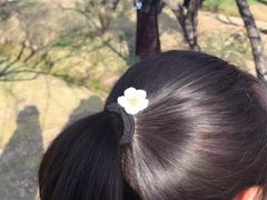 -香雪海