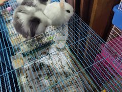 -吴山花鸟城-停车场