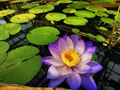 -国家植物园南园