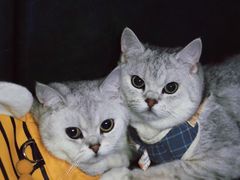 -佑安动物医院·全科·内窥镜中心(幸福巷店)