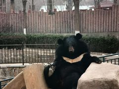 -石家庄市动物园