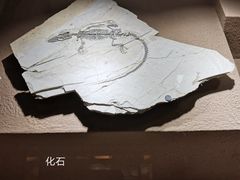-上海自然博物馆