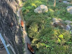 -都江堰中华大熊猫苑