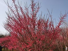 -南京市江宁方山