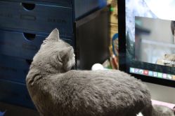 -飛凡TATTOO纹身•原创