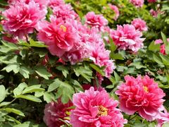 -洛阳市隋唐城遗址植物园