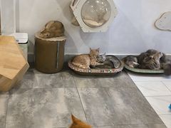 -楼上猫咖(罗湖店)