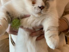 -喵喵咪呀布偶猫咖(春熙路店)