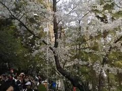 -武汉大学-樱园