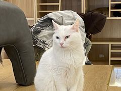 -猫域·湾主题猫咖·宠物吧(南坪城市广场店)