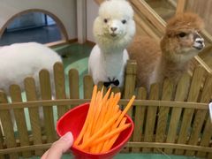 -藦茜花园宠物主题亲子互动体验馆(国顺东路店)