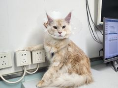 -达爱动物医院·犬猫分区·CT·复杂眼科(远洋山水分院)