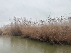 -长兴太湖图影湿地文化园