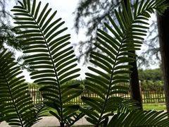 -上海共青森林公园