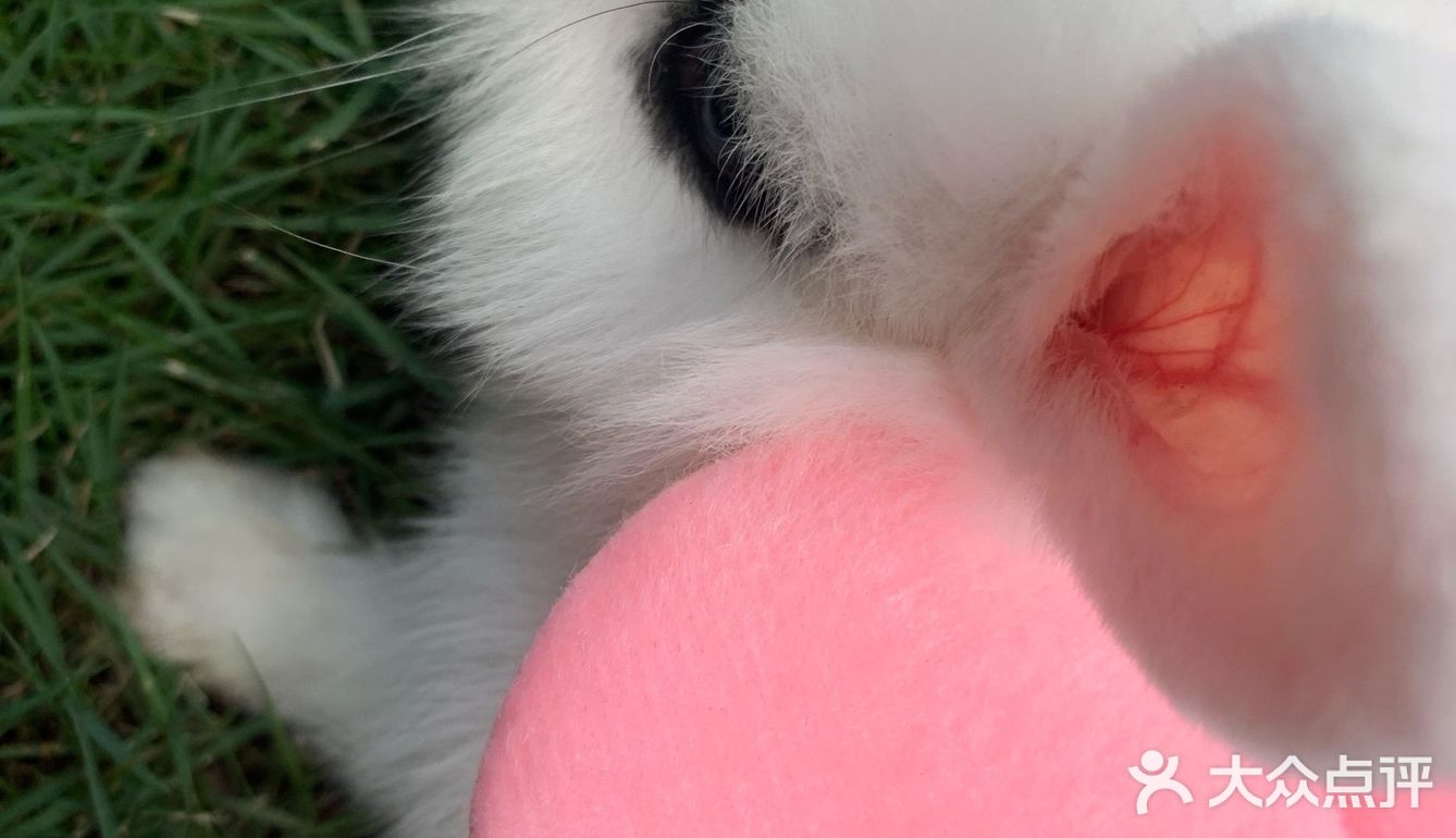 妈妈带本兔兔出来玩啦～ 好开心哦   附带本兔兔几张