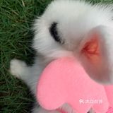 妈妈带本兔兔出来玩啦～ 好开心哦   附带本兔兔几张