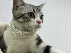 -屋虎猫馆(宝安大仟里店)