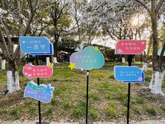 -高东镇樱花园