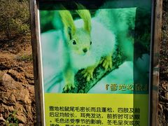 -欢乐松鼠谷