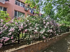-八大关景区