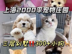 -翊宠yipet猫狗购宠庄园犬舍•猫舍