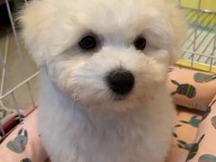 -翊宠yipet猫狗购宠庄园犬舍•猫舍