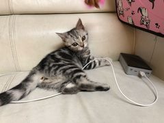 -lincat·猫舍(广州店)