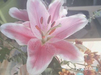 青山和平公园花鸟市场，兄弟花行