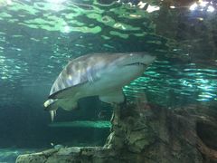 -悉尼海洋生物水族馆
