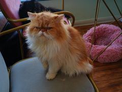 -这儿没有猫·猫咖萌宠馆·撸猫