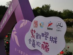 -嘉定紫藤园