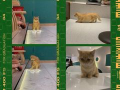 -飞行喵MR PILOT|猫舍·猫咖(静安大融城店)
