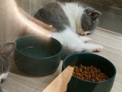 -飞行喵MR PILOT|猫舍·猫咖(静安大融城店)