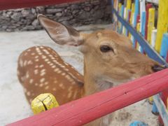 -西部长青自然儿童乐园