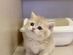 -猫十亿·布偶金渐层·曼基康矮脚猫舍(青年路店)